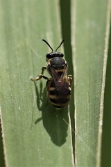 Pachyhalictus