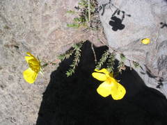 Balbisia verticillata