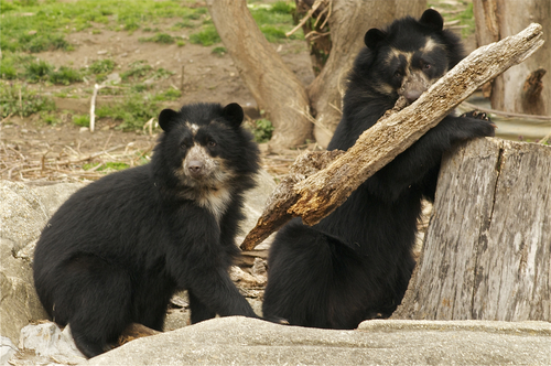 Spectacled Bear, photo 7 of 10