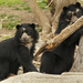 Spectacled Bear - Photo (c) ucumari photography, some rights reserved (CC BY-NC-ND)
