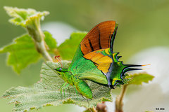 Teinopalpus imperialis