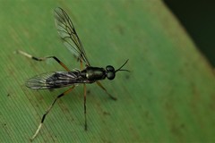 Campeprosopa flavipes