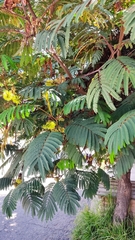 Paraserianthes