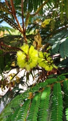 Paraserianthes