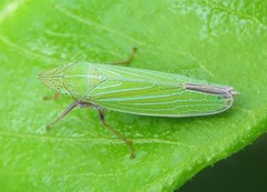 Draeculacephala robinsoni