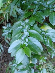 Azara serrata