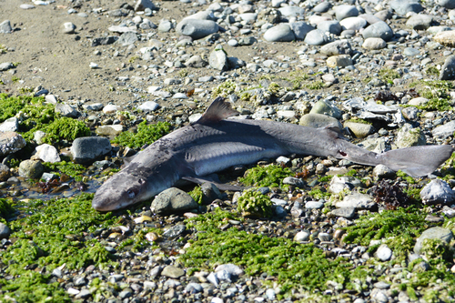 Dogfish (Squalus suckleyi) — Squalidae — 2