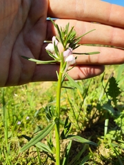 Misopates calycinum