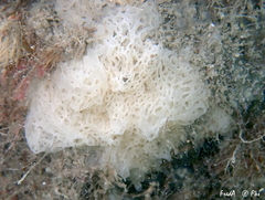 Clathrina coriacea