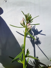 Misopates calycinum