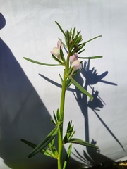 Misopates calycinum