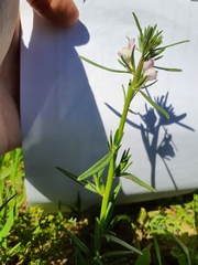Misopates calycinum