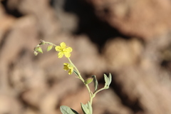 Helianthemum lippii
