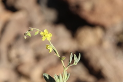 Helianthemum lippii