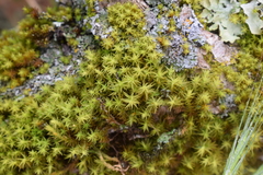 Atrichum selwynii
