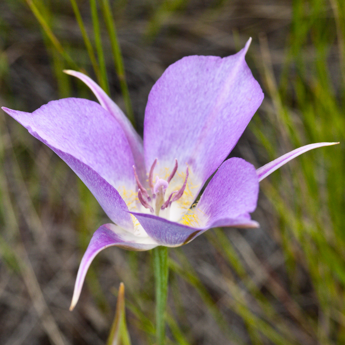 Calochortus macrocarpus
