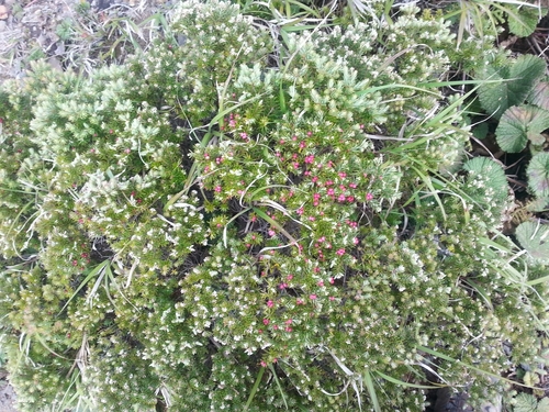 Acrothamnus suaveolens (Acrothamnus suaveolens)