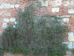 Capparis