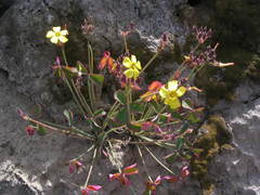 Oxalis megalorrhiza
