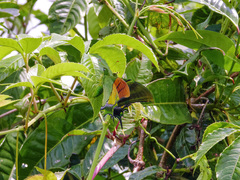 Teinopalpus imperialis