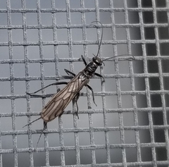 Allocapnia pygmaea
