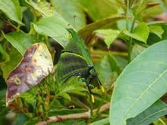 Teinopalpus imperialis