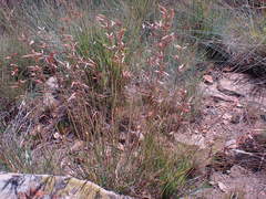 Monocymbium ceresiiforme