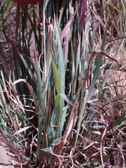 Monocymbium ceresiiforme