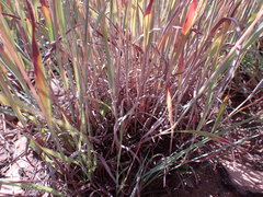 Monocymbium ceresiiforme