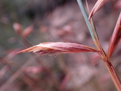 Monocymbium ceresiiforme