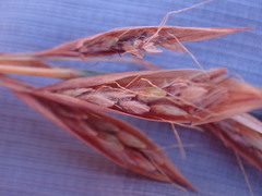 Monocymbium ceresiiforme