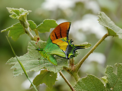 Teinopalpus imperialis