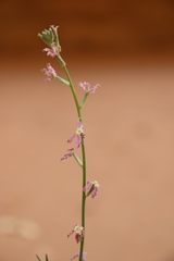 Matthiola arabica