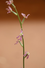 Matthiola arabica