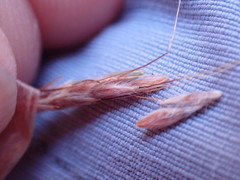 Monocymbium ceresiiforme