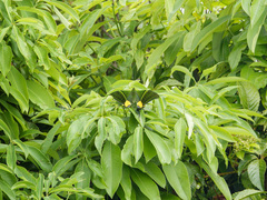 Teinopalpus imperialis