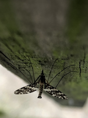 Protoplasa fitchii photographed in Tennessee