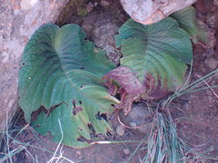 Streptocarpus vandeleurii