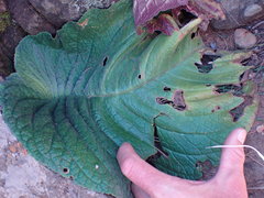 Streptocarpus vandeleurii