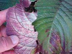 Streptocarpus vandeleurii