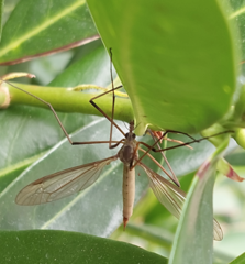 Tipula paludosa