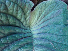 Streptocarpus vandeleurii