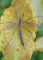 Tipula paludosa