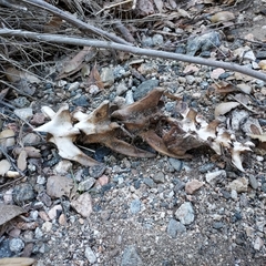 Odocoileus hemionus californicus