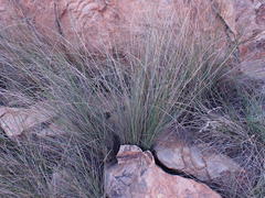 Coleochloa setifera