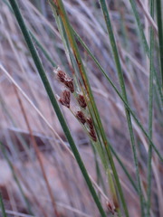 Coleochloa setifera