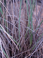 Coleochloa setifera
