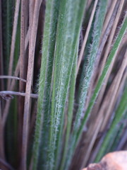 Coleochloa setifera