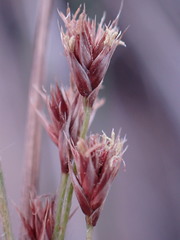 Coleochloa setifera