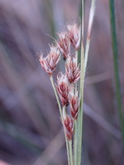 Coleochloa setifera